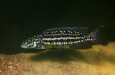 Lepidiolamprologus kendalli 'Chituta Bay'
